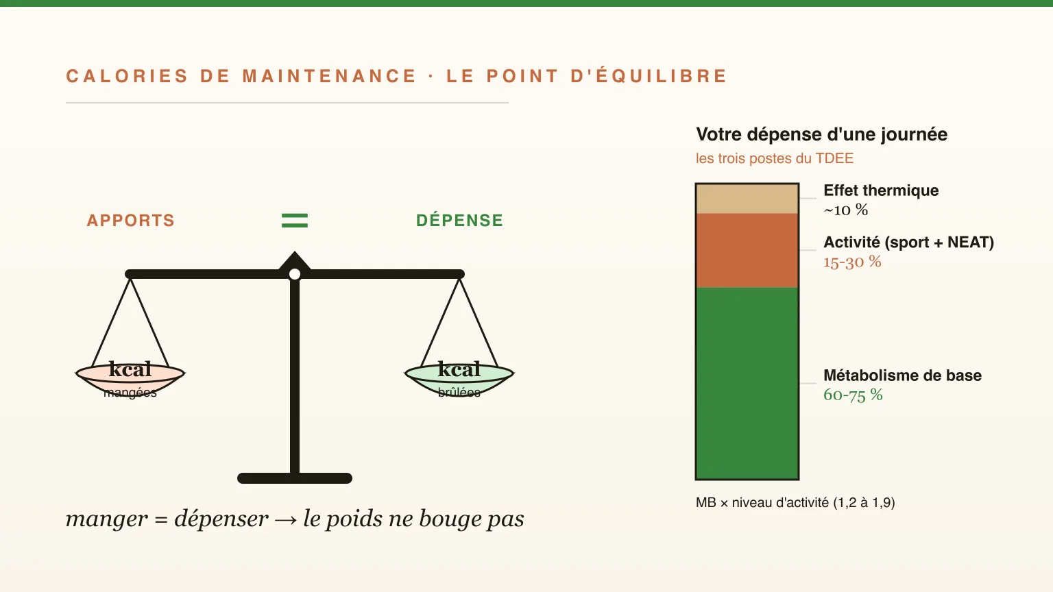 Calories de maintenance : combien pour maintenir son poids ?