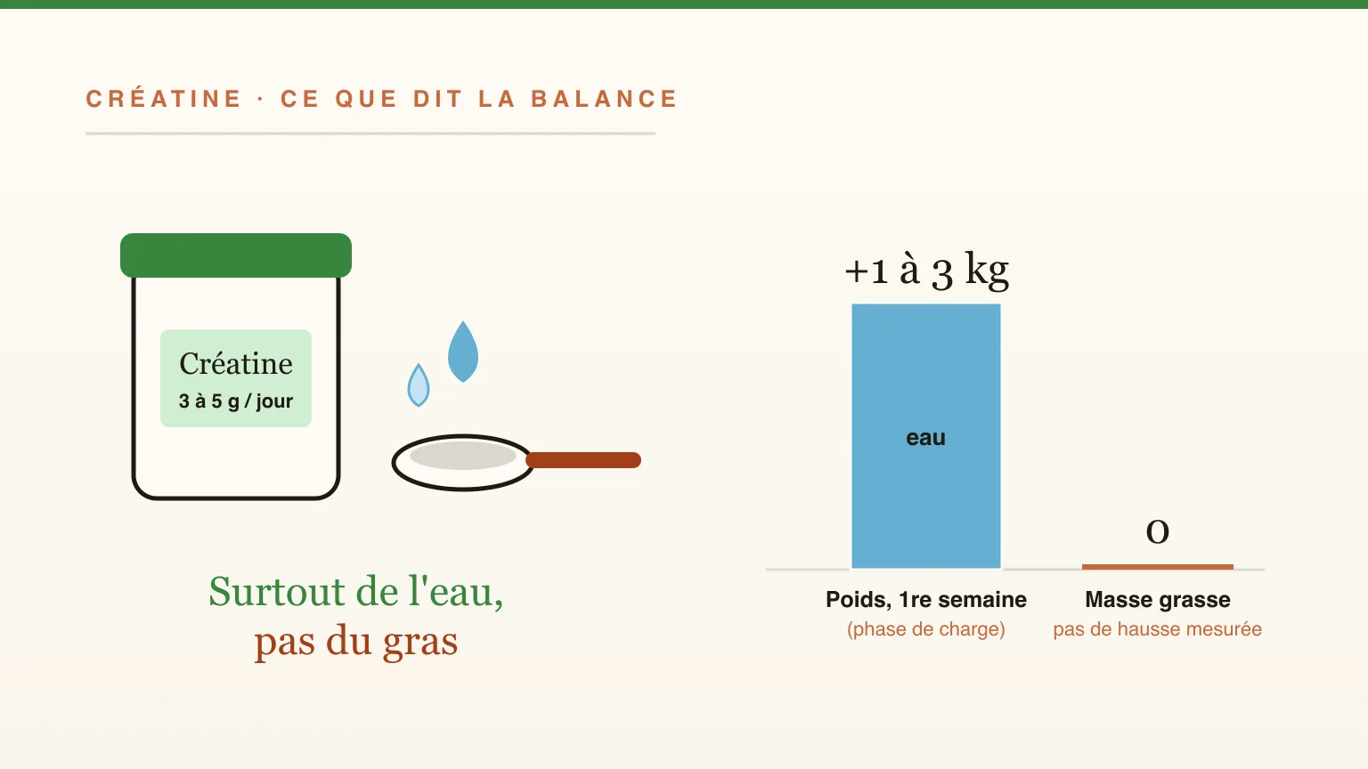 La créatine fait-elle grossir ? Eau, muscle ou gras : ce que montrent les études